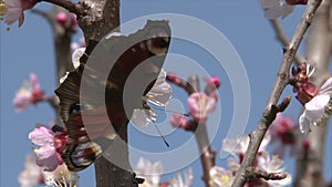 Painted Lady butterfly is suckling nectar from apricot blossom