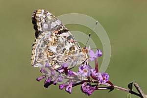 Painted Lady Butterfly Vanessa cardui