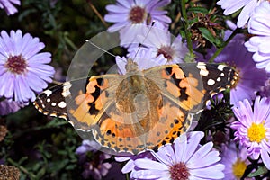Painted Lady butterfly, Vanessa cardui photo