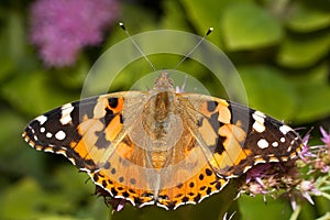 Painted Lady butterfly, Vanessa cardui photo