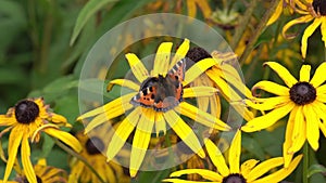 Painted Lady butterfly Vanessa cardui