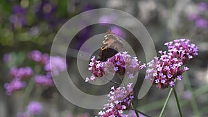 Painted Lady butterfly Vanessa cardui