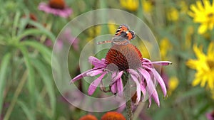 Painted Lady butterfly (Vanessa cardui)