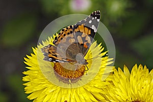 Painted Lady butterfly (Vanessa cardui)