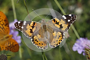 Painted Lady butterfly (Vanessa cardui)