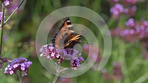 Painted Lady butterfly Vanessa cardui