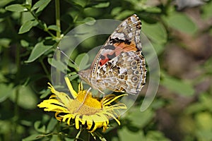 Painted Lady butterfly (Vanessa cardui)