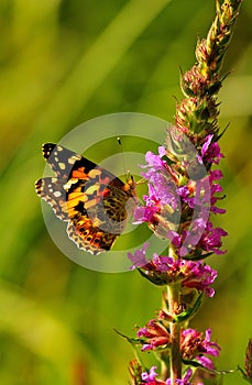 Painted lady butterfly (Vanessa cardui)