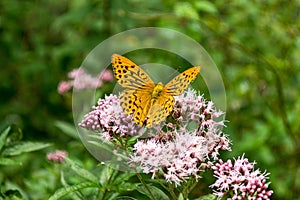 Painted Lady butterfly (Vanessa Cardui)