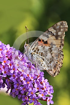 Painted lady butterfly, Vanessa cardui