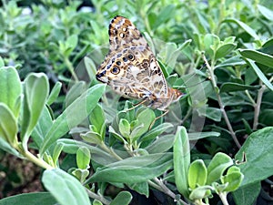 Painted Lady Butterfly, Vanessa cardui