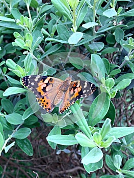 Painted Lady Butterfly, Vanessa cardui