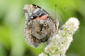 Painted Lady Butterfly, Vanessa cardui