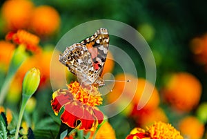 Painted lady butterfly, Vanessa cardui, adult on orange marigold in summertime