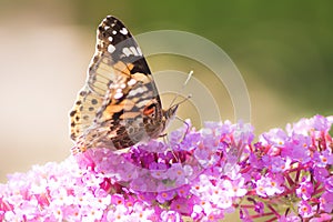 Painted Lady Butterfly