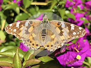 Painted lady butterfly Vanessa cardui or Cynthia cardui, The cosmopolitan