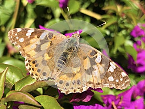 Painted lady butterfly Vanessa cardui or Cynthia cardui, The cosmopolitan