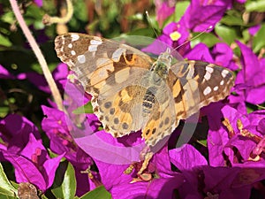 Painted lady butterfly Vanessa cardui or Cynthia cardui, The cosmopolitan