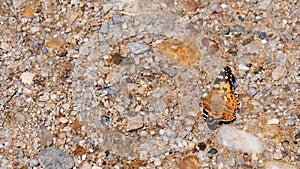 Painted Lady butterfly Vanessa cardui dorsal side