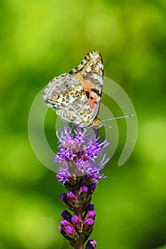 Painted Lady butterfly (Vanessa cardui) on a Flower