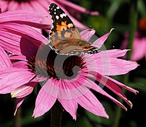 Painted Lady Butterfly Or Vanessa Cardui On Purple Cone Flower