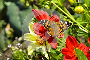 Painted Lady butterfly, Vanessa cardui, on red Dahlia flower