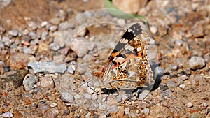 Painted Lady butterfly Vanessa cardui ventral side