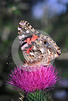 Painted Lady Butterfly (Vanessa virginiensis)