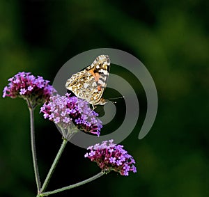 Painted Lady butterfly on Verbena Bonariensis