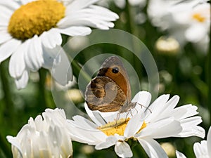 Painted lady butterfly on white daisy flowers.