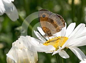 Painted lady butterfly on white daisy flowers.