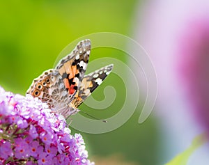 Painted Lady Butterfly