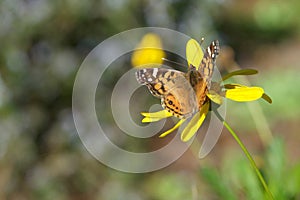 Painted Lady butterfly on yellow daisy