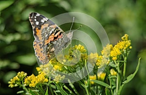 Painted Lady Butterfly on Yellow Flower