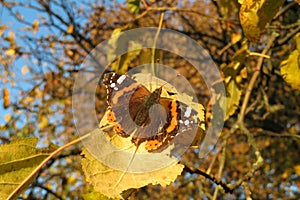 Painted lady butterfly on yellow leaf photo