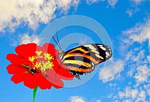 Painted lady butterfly on a Zinnia flower