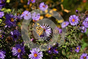 The painted lady from the family Nymphalidae feeding on Aster flower is one of the most familiar butterflies in the world