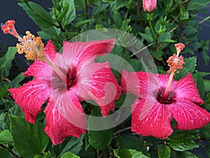 Painted lady hibiscus