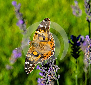 Painted lady on lavender russian sage