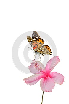 Painted lady, most beautiful red to orange camouflage butterfly touching pink hibiscus flower