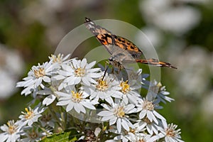 Painted lady (Vanessa cardini) butterfly