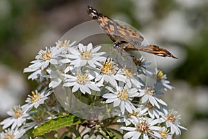 Painted lady (Vanessa cardini) butterfly