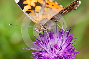 Painted lady / vanessa cardui