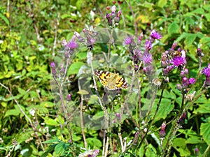 Painted lady (Vanessa cardui) butterfly