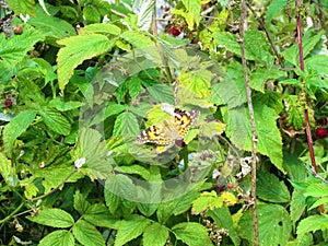 Painted lady (Vanessa cardui) butterfly