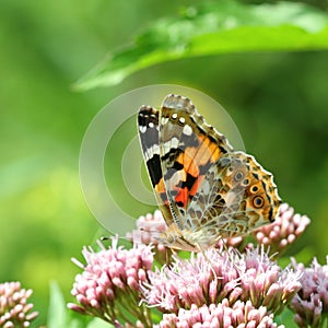 Painted Lady Vanessa cardui butterfly