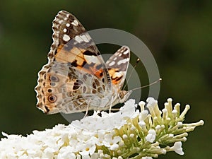 Painted lady Vanessa cardui butterfly on buddleia