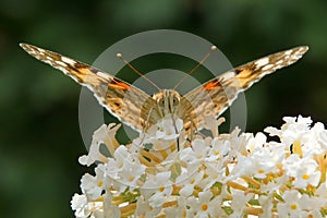 Painted lady Vanessa cardui butterfly on buddleia