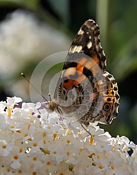 Painted lady Vanessa cardui butterfly feeding on buddleia