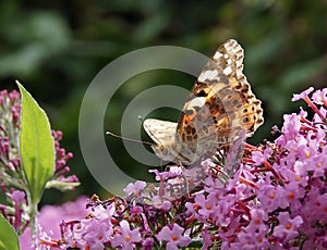 Painted lady Vanessa cardui butterfly feeding on pink buddleia